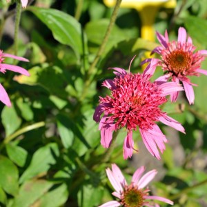Nahaufnahme des Sonnenhuts 'Pink Double Delight', einer rosa Echinacea Staude.