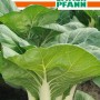 SAMEN PFANN Pak Choi Chinesischer Senfkohl Win Choi F1