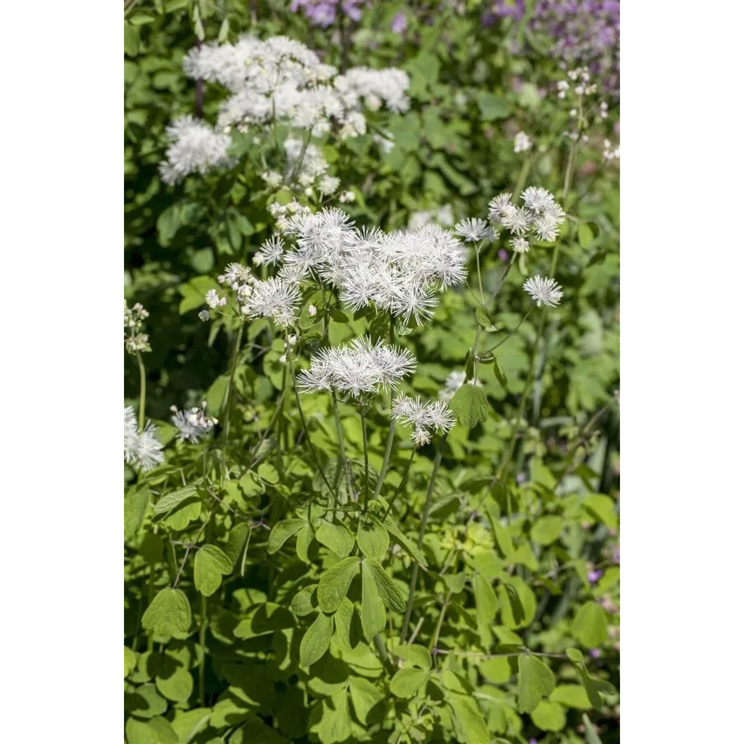 Thalictrum Aquilegifolium Akeleiblättrige Wiesenraute Ca. 9x9 cm Topf_2