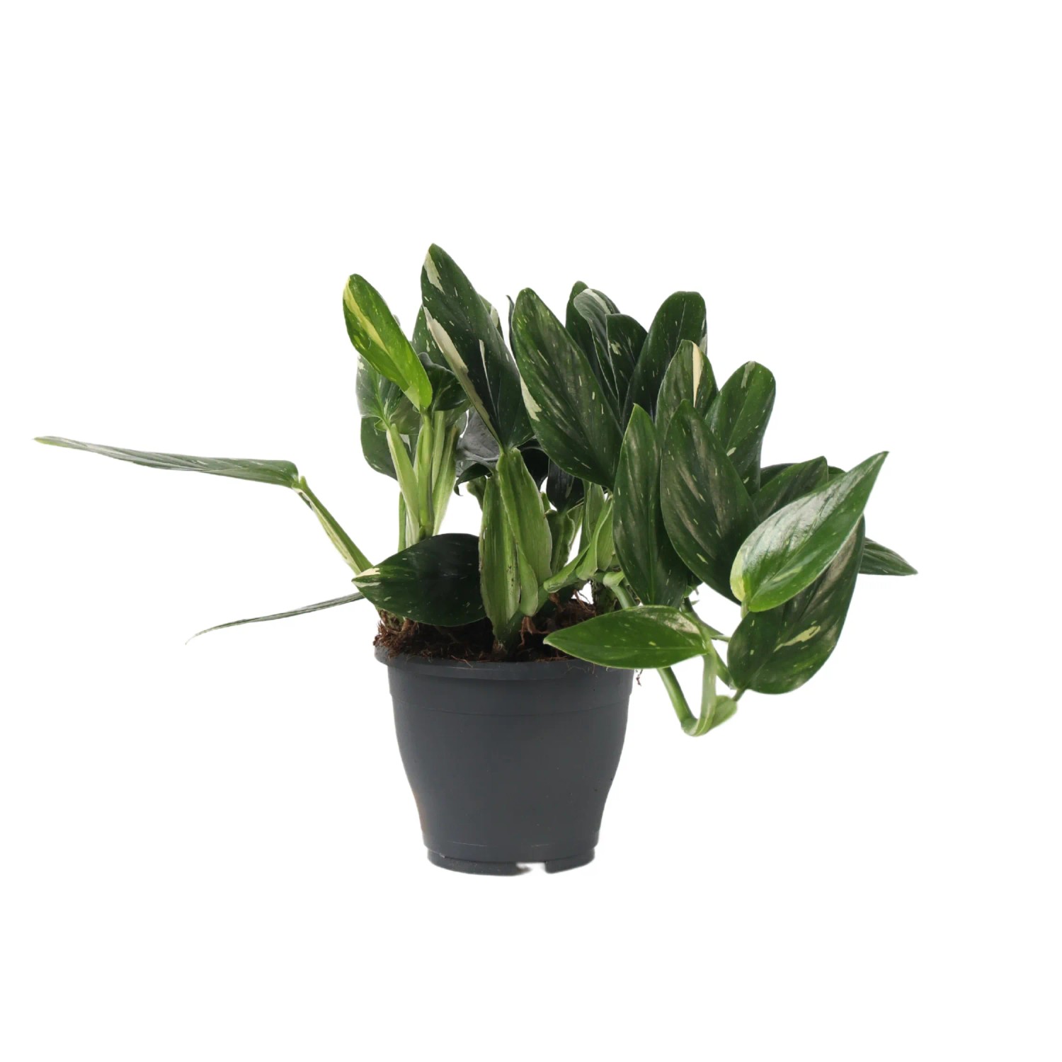 Plant In A Box Baumfreund  Philodendron 'Cobra' Höhe 55cm Ø19 Grün