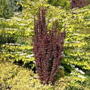 Rote Säulenberberitze Helmond Pillar im Garten, Strauch mit dunkelroten Blättern.