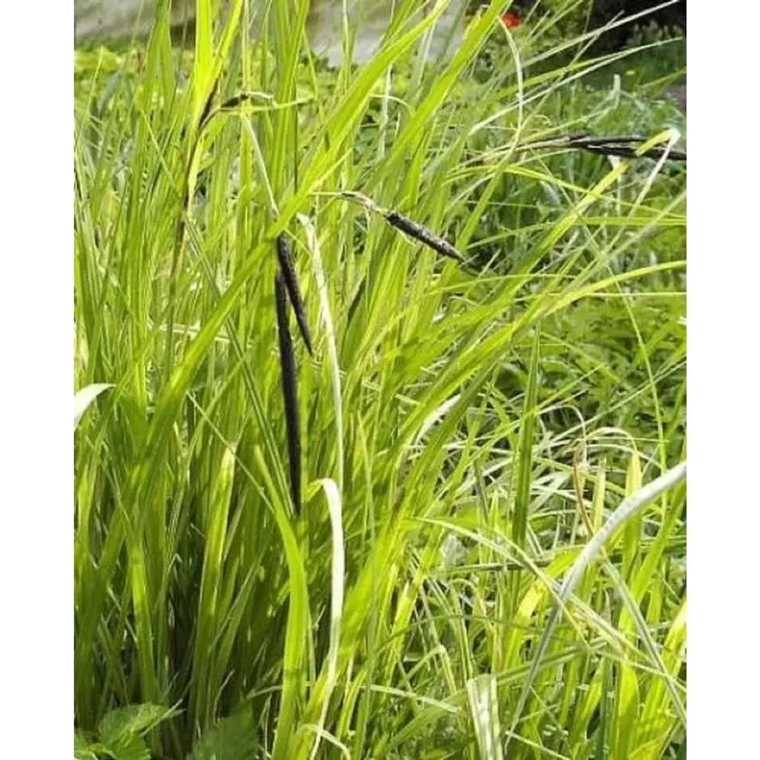 Scharfe Segge - Carex acuta