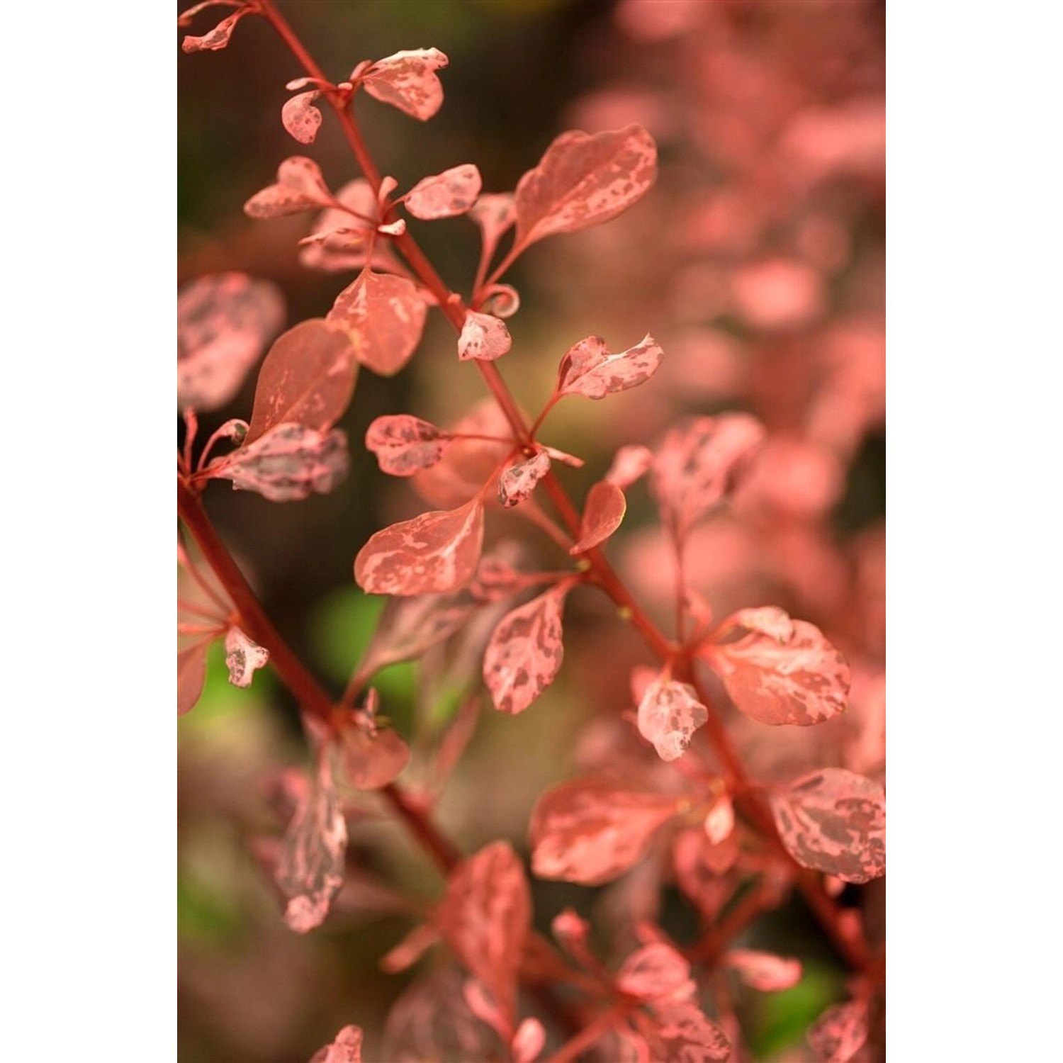 Berberis Thunbergii Rosy Rocket Heckenberberitze Rot 30–40 cm günstig online kaufen