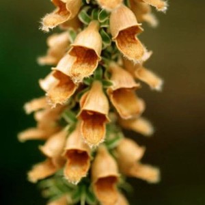 Gelber Fingerhut (Digitalis ferruginea) mit glockenförmigen Blüten.