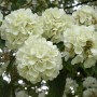 Nahaufnahme: Japanischer Schneeball 'Opening Day' (Viburnum plicatum) mit weiĂźen BlĂĽten.