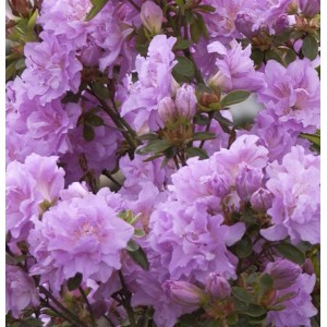 Nahaufnahme der üppigen, lila Blüten der Japanischen Azalee Elsie Lee.