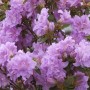 Nahaufnahme der üppigen, lila Blüten der Japanischen Azalee Elsie Lee.