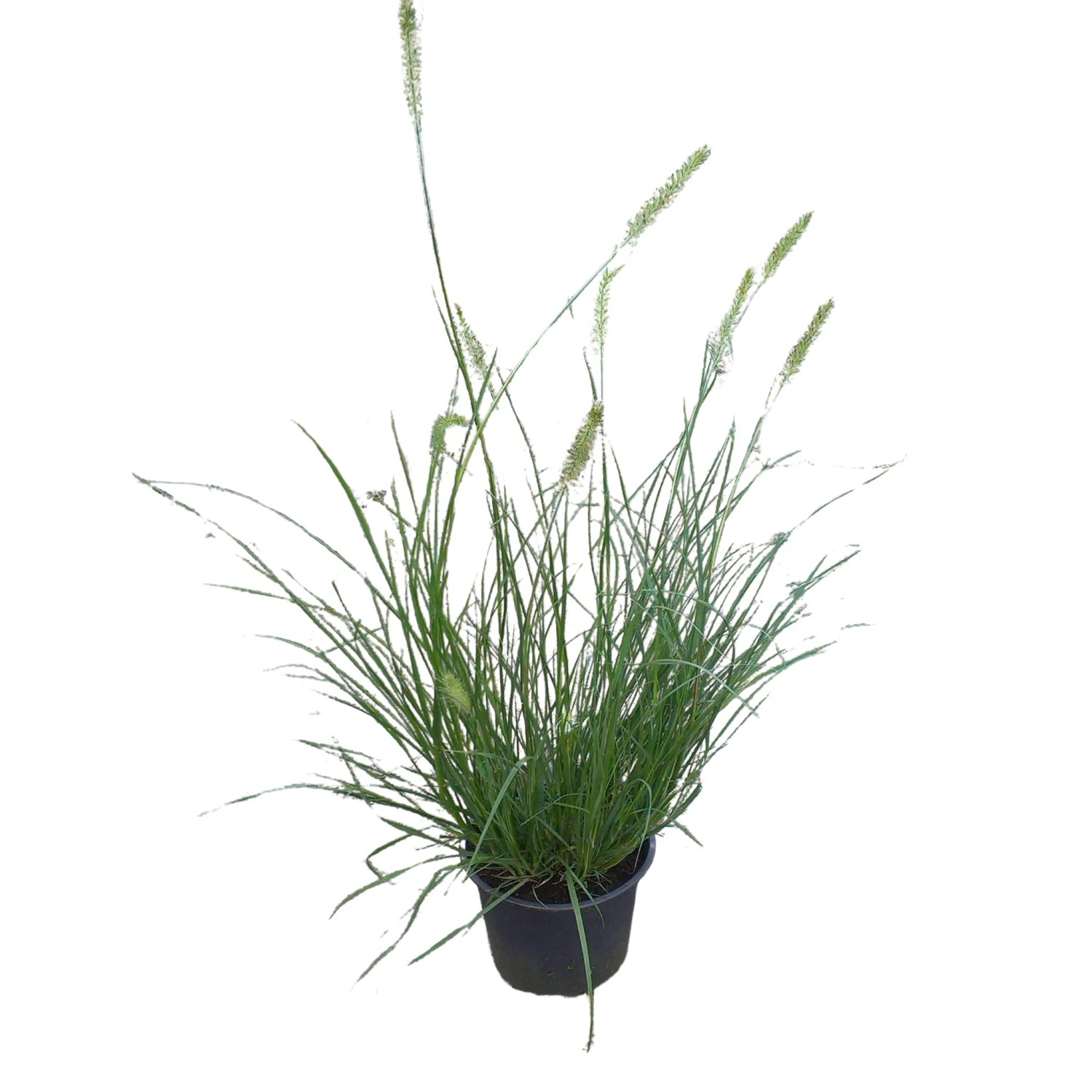 Niedriges Lampenputzergras Pennisetum alopecuroides Hameln T14
