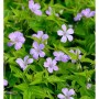 Blühender, knotiger Schatten-Storchschnabel (Geranium nodosum) mit grünen Blättern.