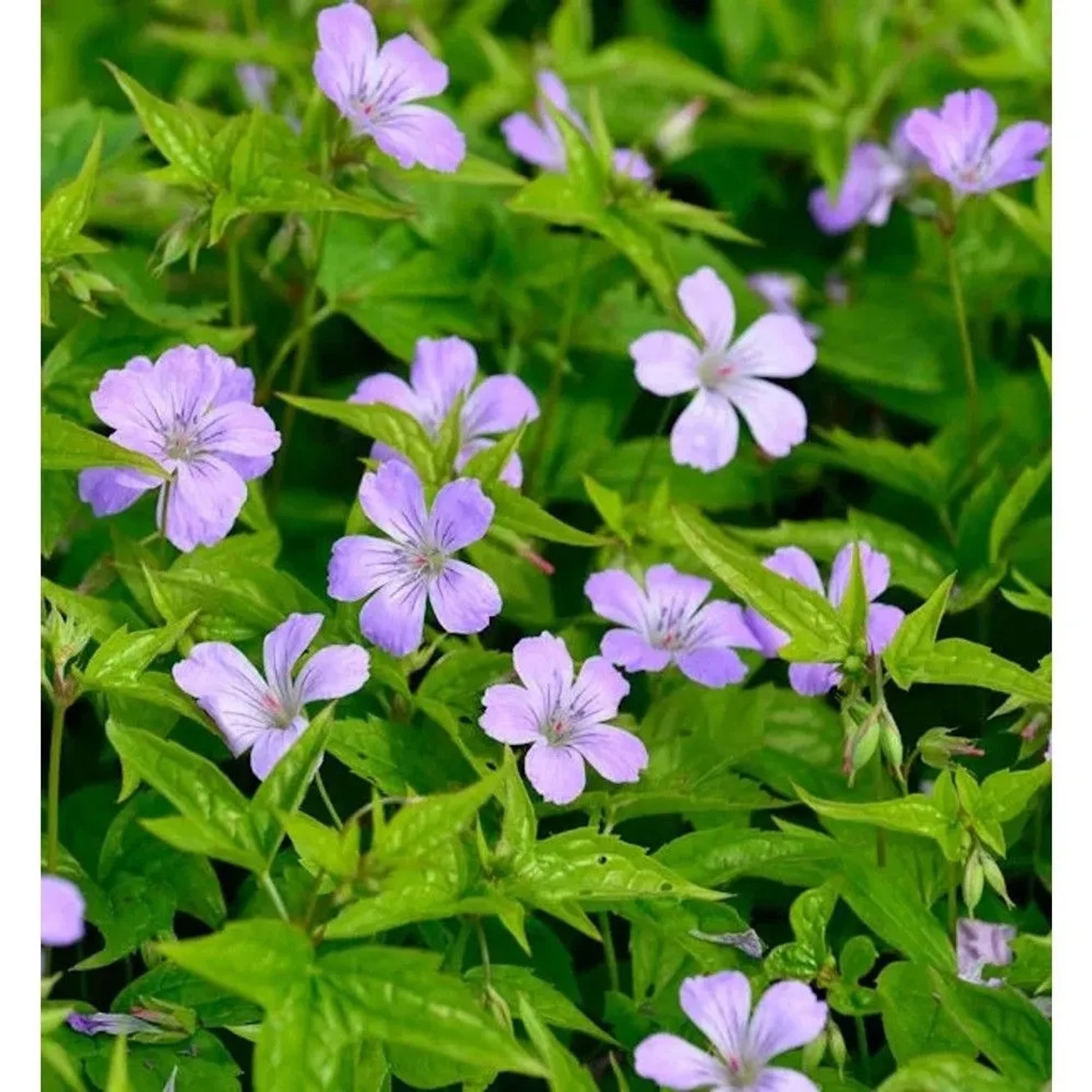 Blühender, knotiger Schatten-Storchschnabel (Geranium nodosum) mit grünen Blättern.
