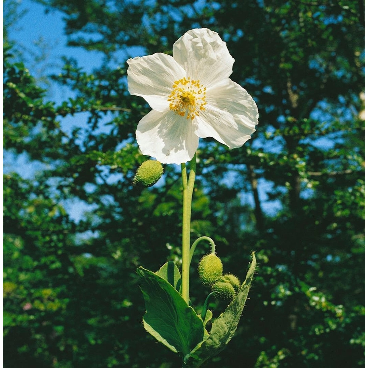 Meconopsis Betonicifolia Scheinmohn Ca. 9x9 cm Topf günstig online kaufen