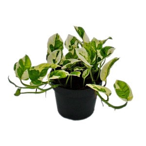 Exotenherz Epipremnum Aureum Njoy im 12cm Topf, kleinblättrige, weißbunte Efeutute.