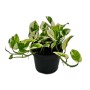 Exotenherz Epipremnum Aureum Njoy im 12cm Topf, kleinblättrige, weißbunte Efeutute.