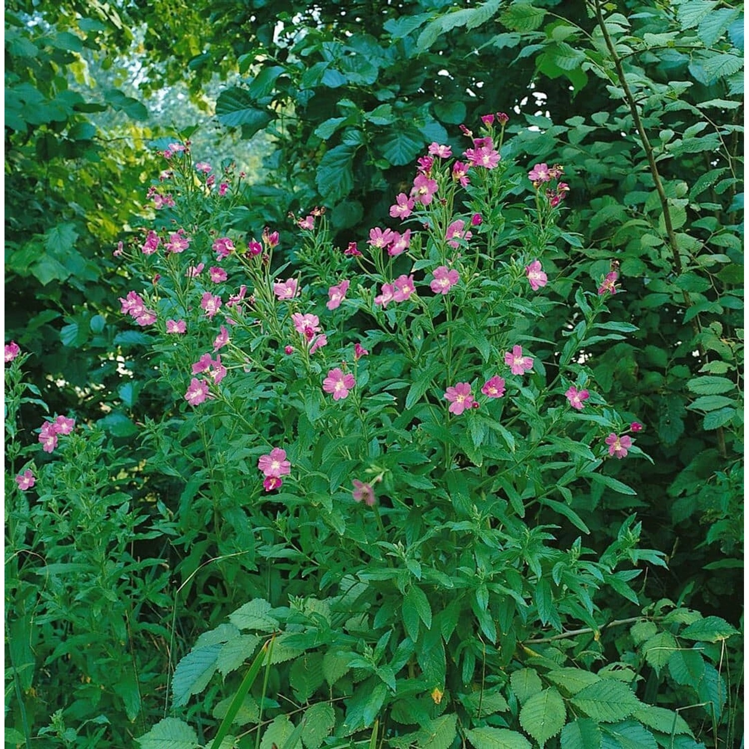 Epilobium Hirsutum Zottiges Weidenröschen Ca. 9x9 cm Topf günstig online kaufen