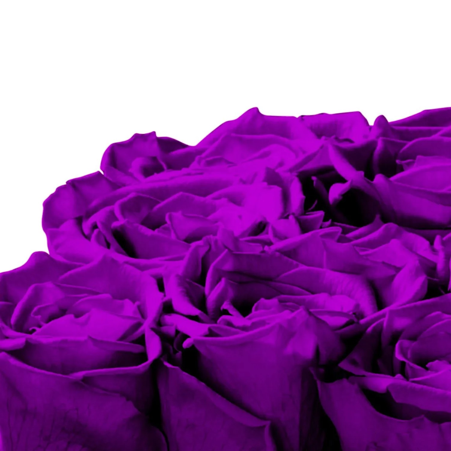 Detailaufnahme: Violette Rosen in eckiger, schwarzer Rosenbox mit Schleife.