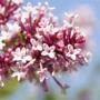 Nahaufnahme von rosa Blüten des Zwergflieder (Syringa Microphylla) am 80 cm Stamm.