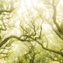 Komar Fototapete Vlies Green Fire, 400x250 cm, zeigt einen mystischen Wald im grünen Farbton.