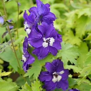 Nahaufnahme des blühenden Rittersporn King Arthur mit violetten Blüten und grünen Blättern.