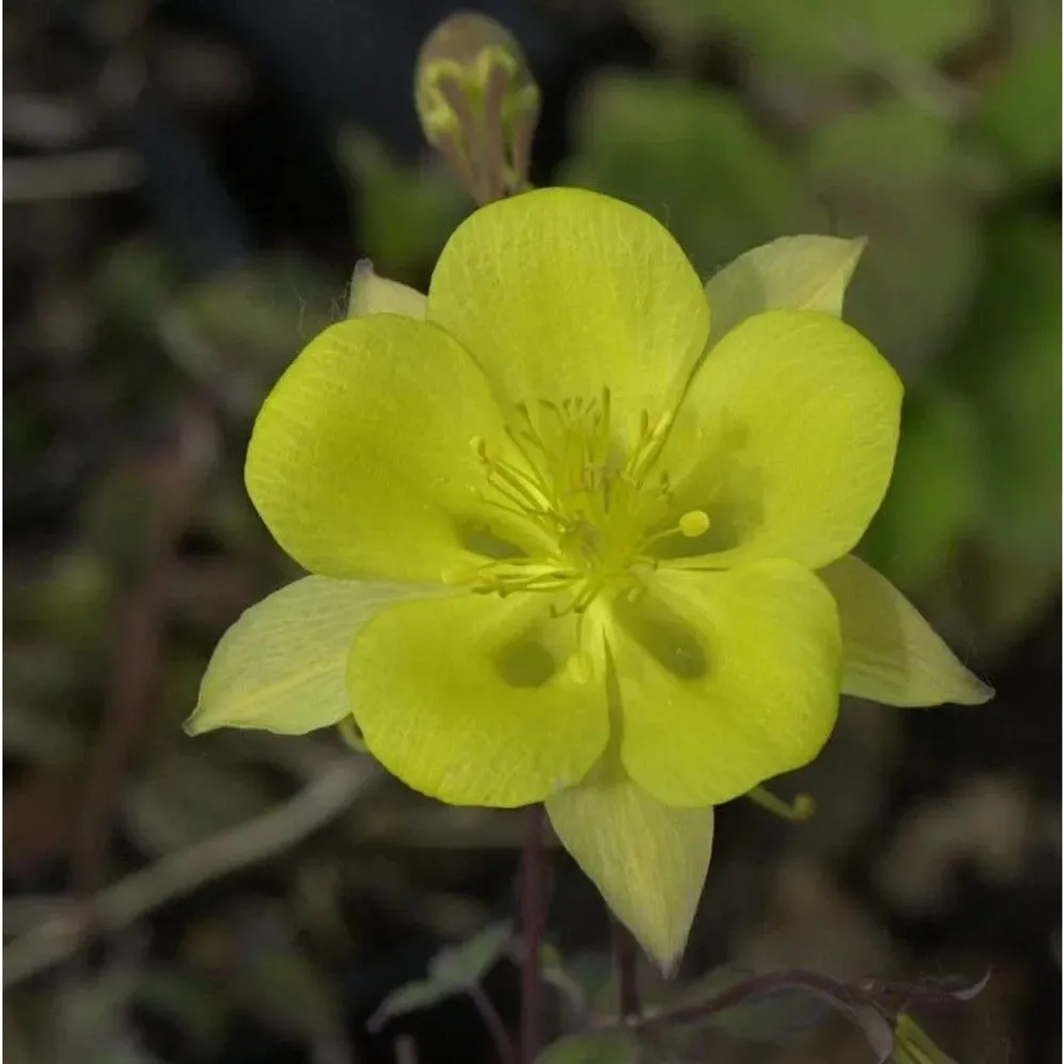 Akelei Yellow Queen - Aquilegia chrysantha