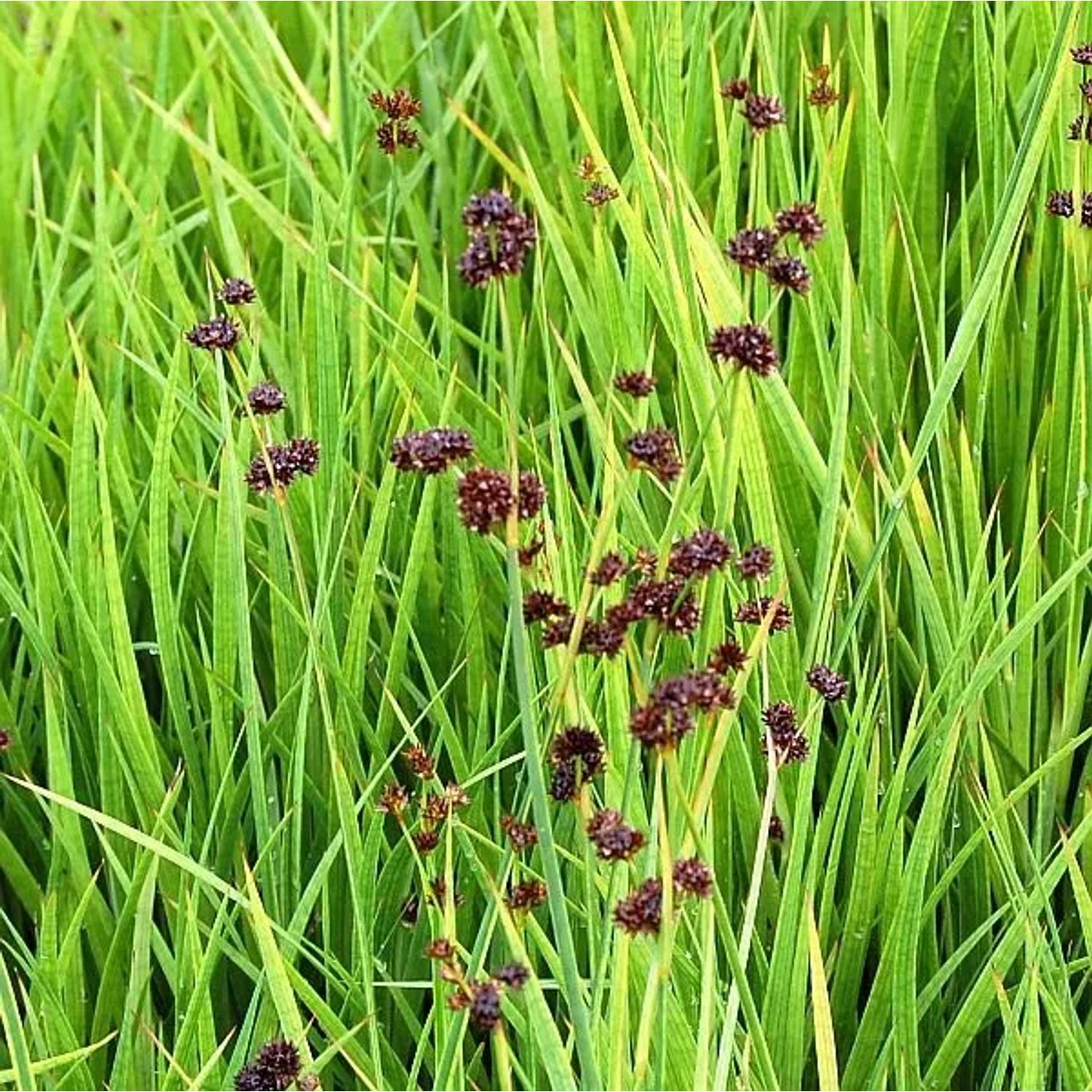 Zwergbinse - Juncus ensifolius