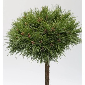 Kompakte Kugelkiefer Varella als Hochstamm, ca. 40-60cm hoch.
