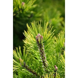 Detailaufnahme der Bergkiefer Pinus Mugo Ophir mit grünen Nadeln und kleinen Zapfen.