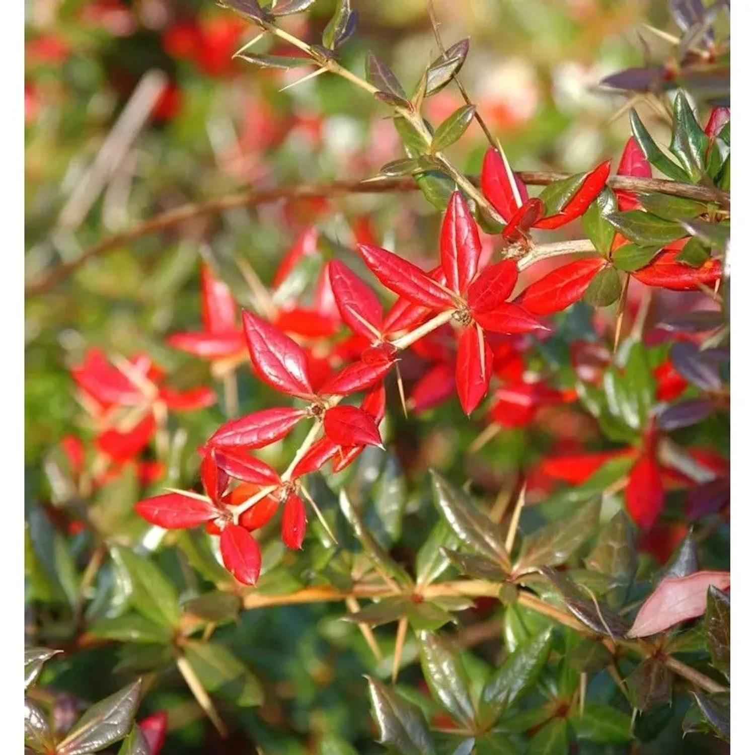 Immergrüne Kissenberberitze 25-30cm - Berberis candidula