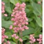 Purpurglöckchen Weserlachs - Heuchera brizoides