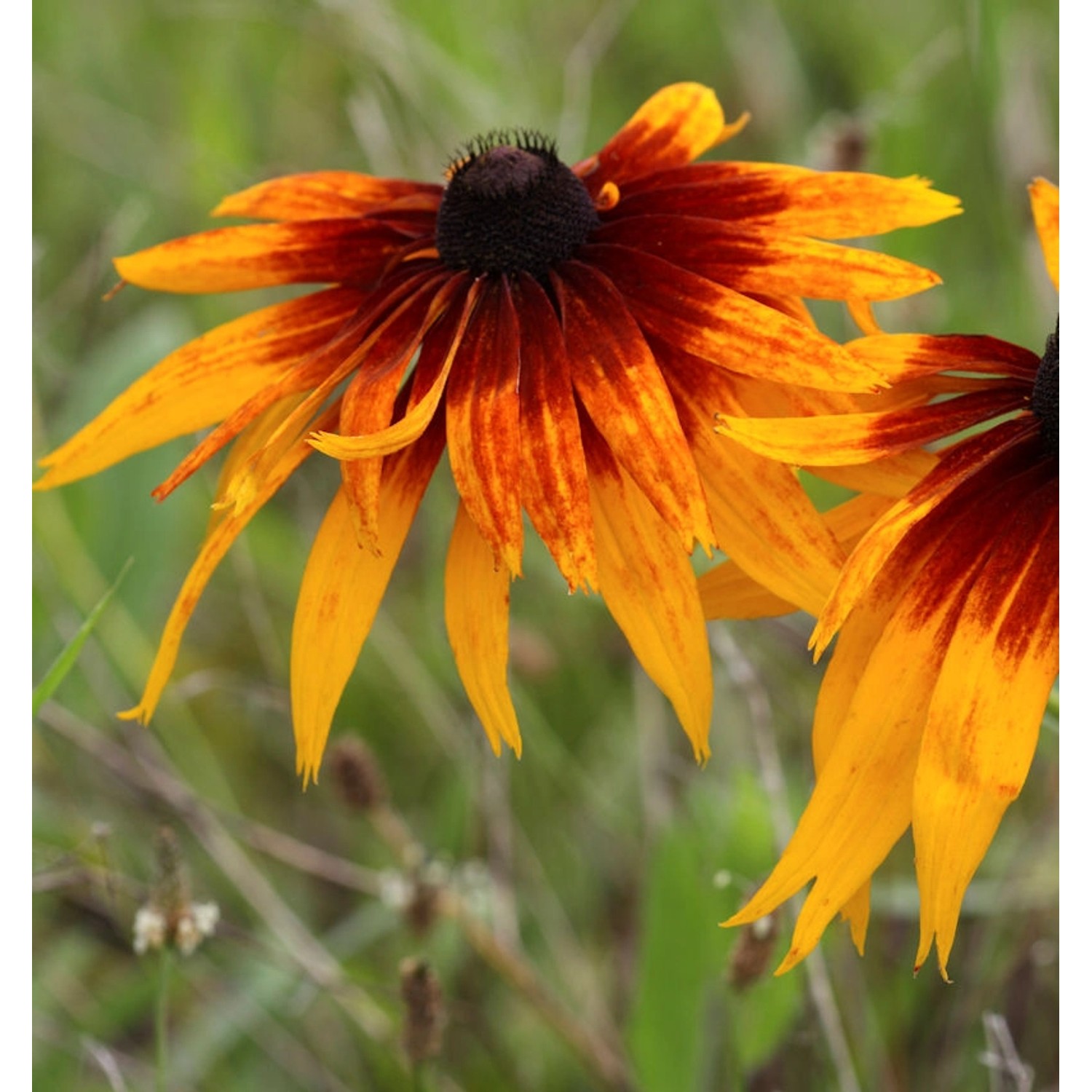 Sonnenhut Autumn Colors - Rudbeckia hirta günstig online kaufen