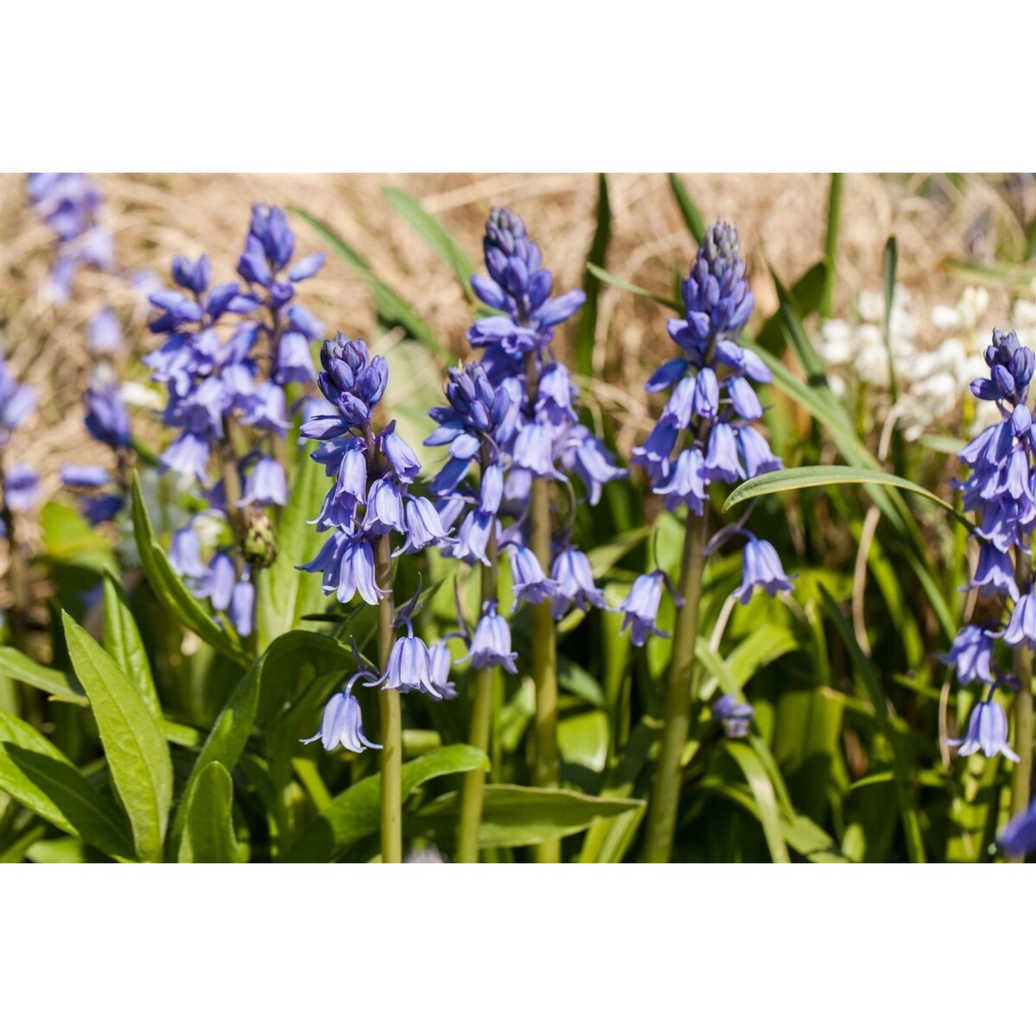 Hyacinthoides Excelsior Hasenglöckchen 2 Liter Container günstig online kaufen