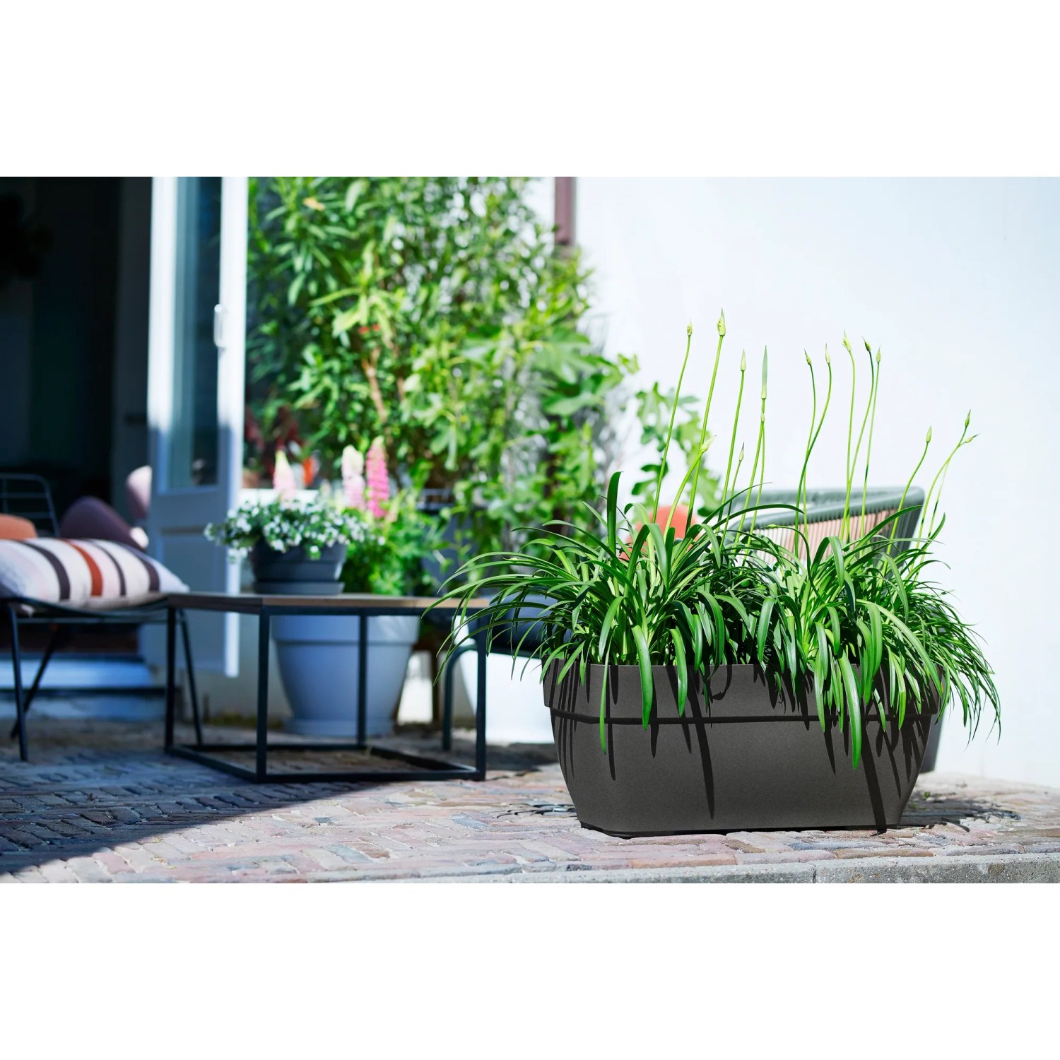 Rechteckiger, anthrazitfarbener Elho Terrassentopf Vibia Campana (80x33x35 cm) mit Bepflanzung.