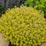 Gelber Thymian 'Aureus' im Topf, eine Staude mit kleinen weißen Blüten und goldgelbem Laub.