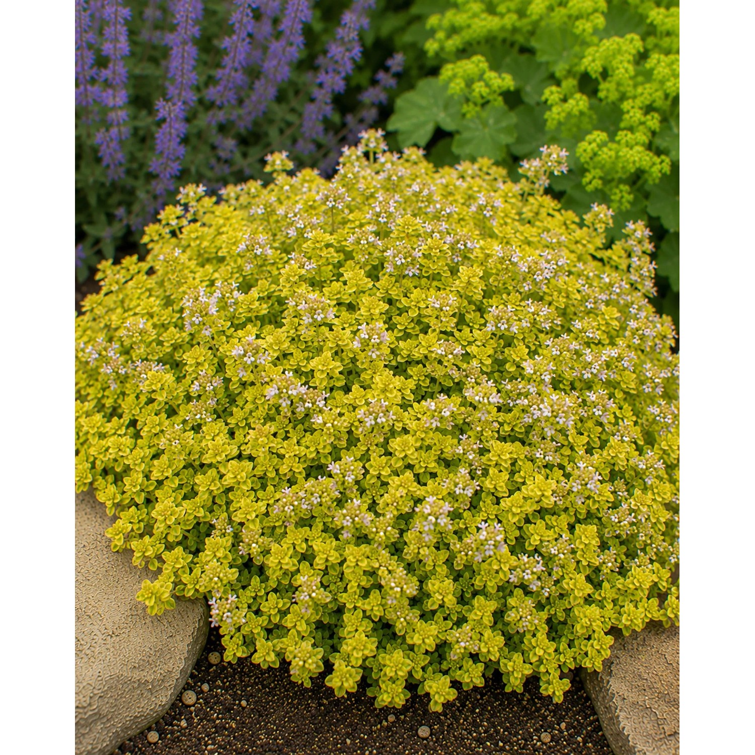 Gelber Thymian 'Aureus' im Topf, eine Staude mit kleinen weißen Blüten und goldgelbem Laub.