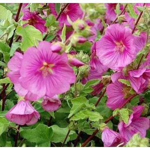 Buschmalve Bredon Springs - Lavatera olbia