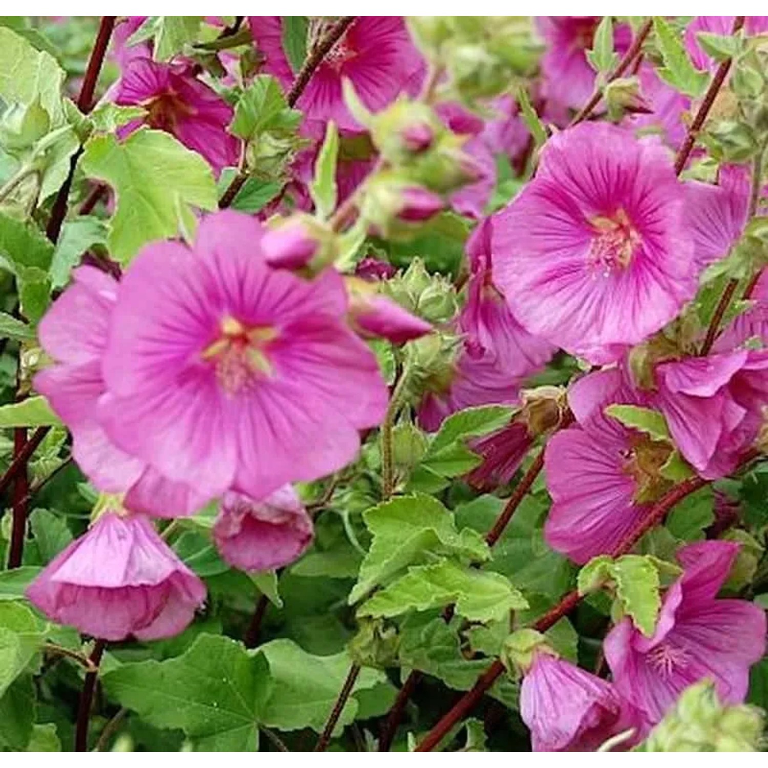 Buschmalve Bredon Springs - Lavatera olbia