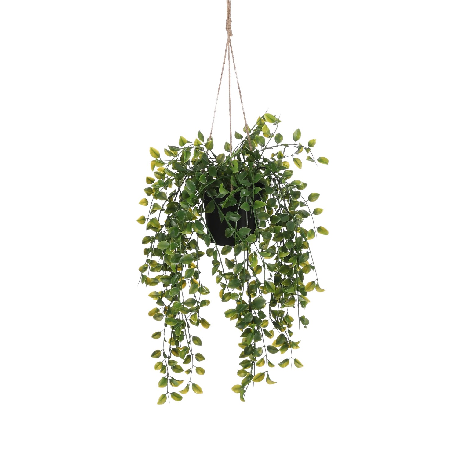 große monstera Fensterblatt (Monstera) XXL-Größe kaufen main image 0