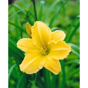 Gelbe Taglilie 'Eenie Weenie' im Topf, eine attraktive Staude für sonnige Standorte.