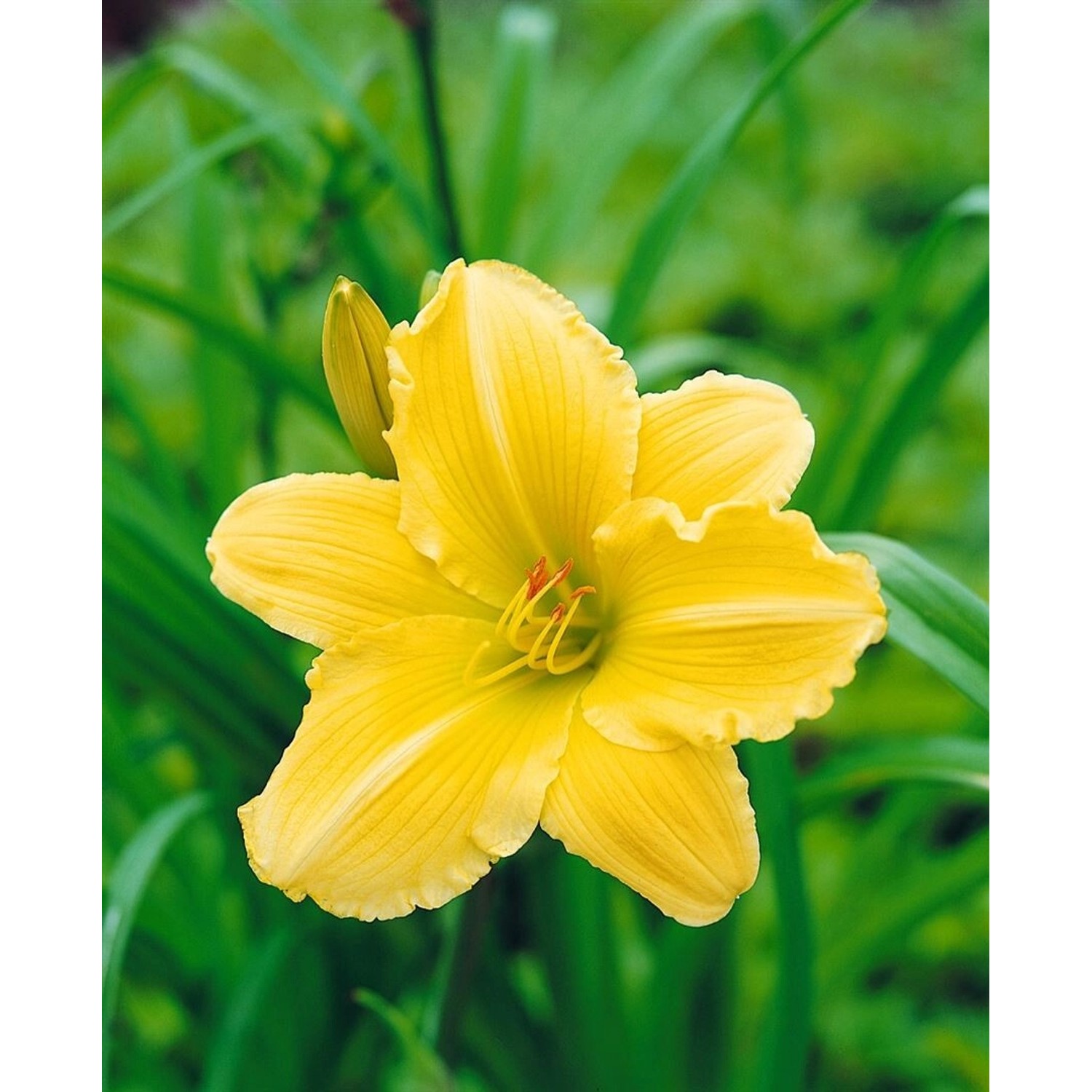 Hemerocallis X Cult Eenie Weenie Taglilie Ca. 11x11 cm Topf günstig online kaufen