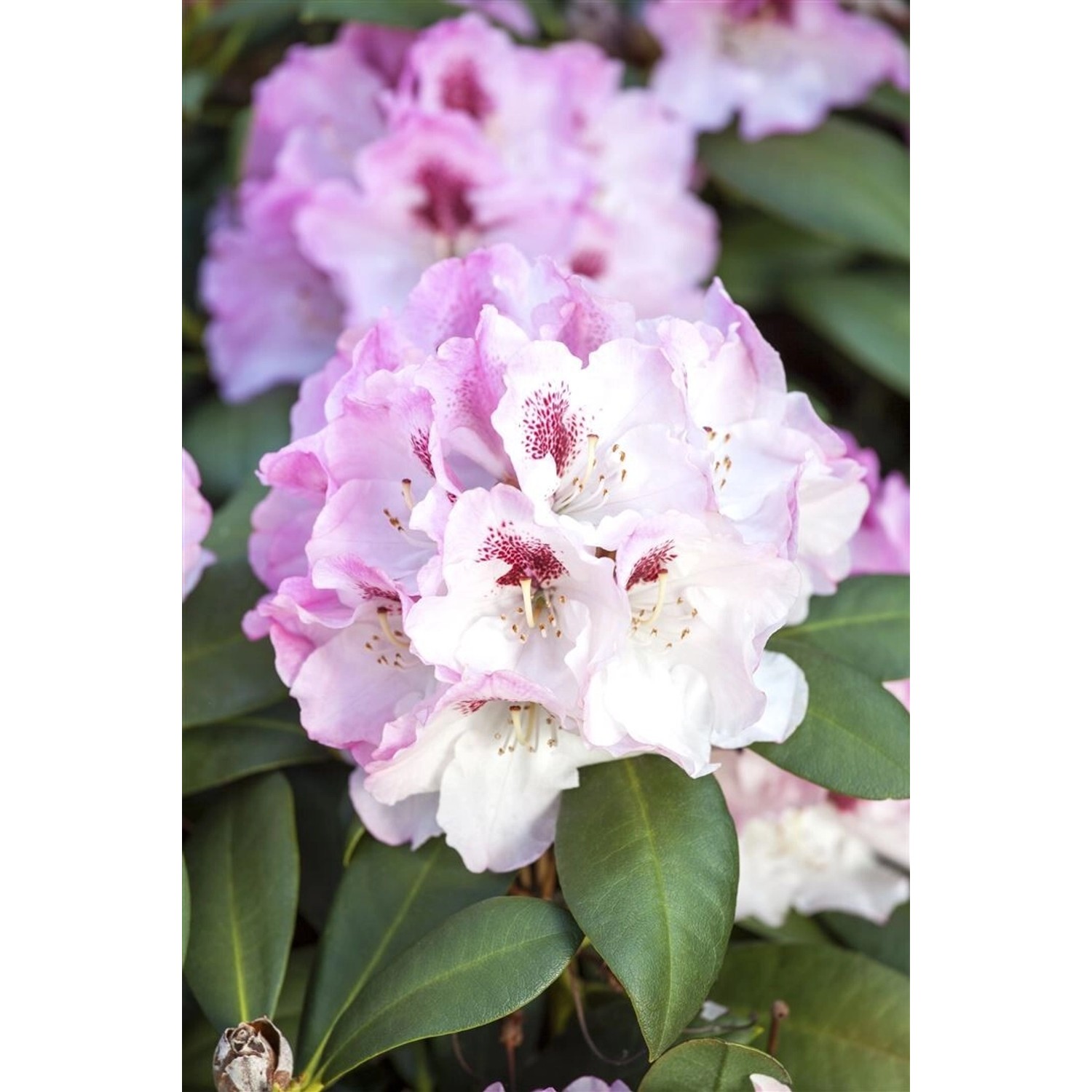 Rhododendron Yakushimanum Nicoletta Rosa Blüten 30–40 cm günstig online kaufen