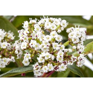 Nahaufnahme des blühenden, immergrünen Schneeballs Viburnum Davidii mit weißen Blüten.