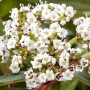 Nahaufnahme des blühenden, immergrünen Schneeballs Viburnum Davidii mit weißen Blüten.