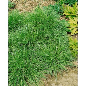 Buschige Gelb-Segge (Carex Flava) im 9x9 cm Topf, Ziergras für naturnahe Gärten.