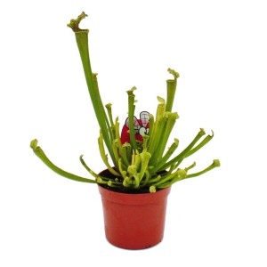 Schlauchpflanze Sarracenia Farnhamii im 9cm Topf, eine exotische, fleischfressende Pflanze.