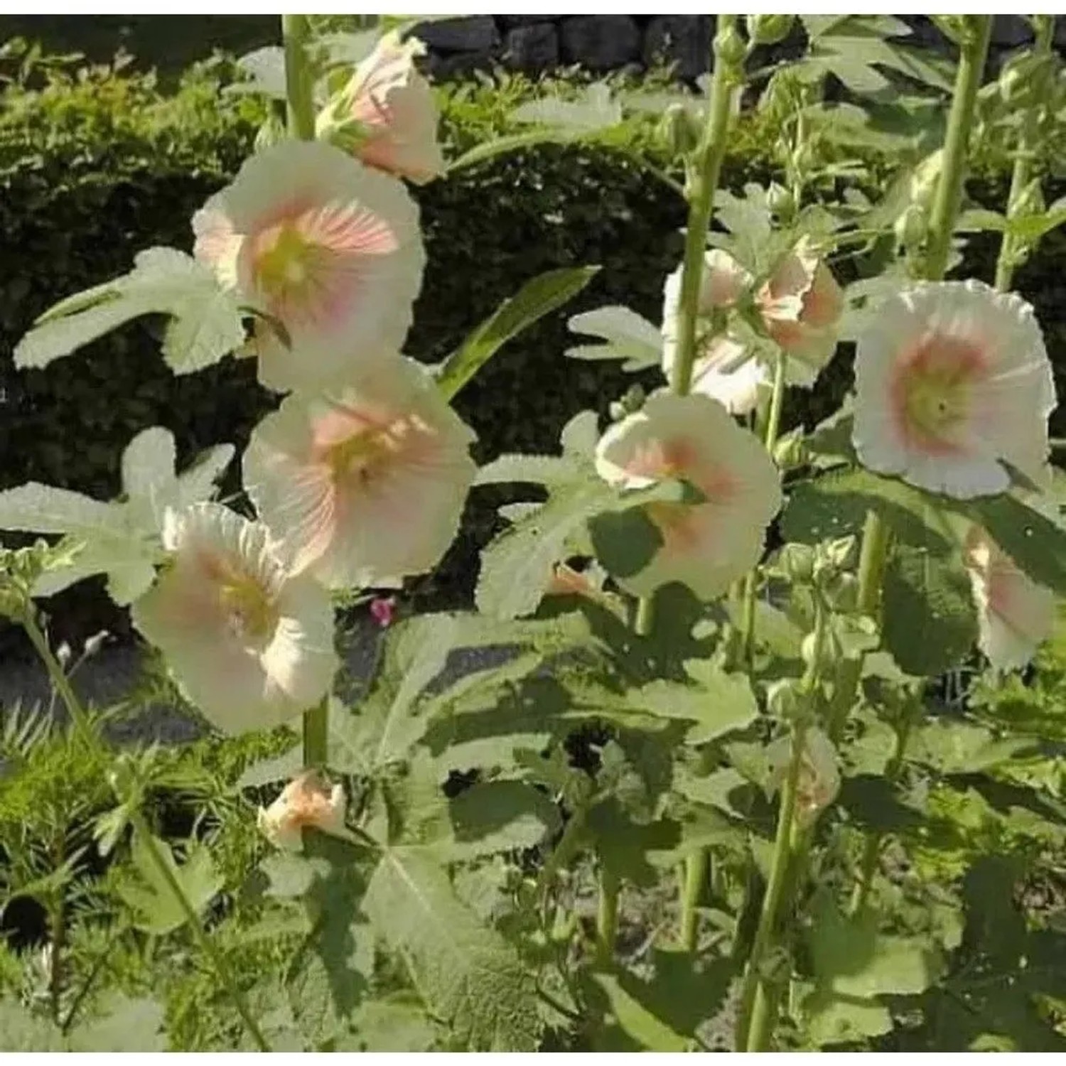 Feigenblättrige Stockrose - Alcea ficifolia