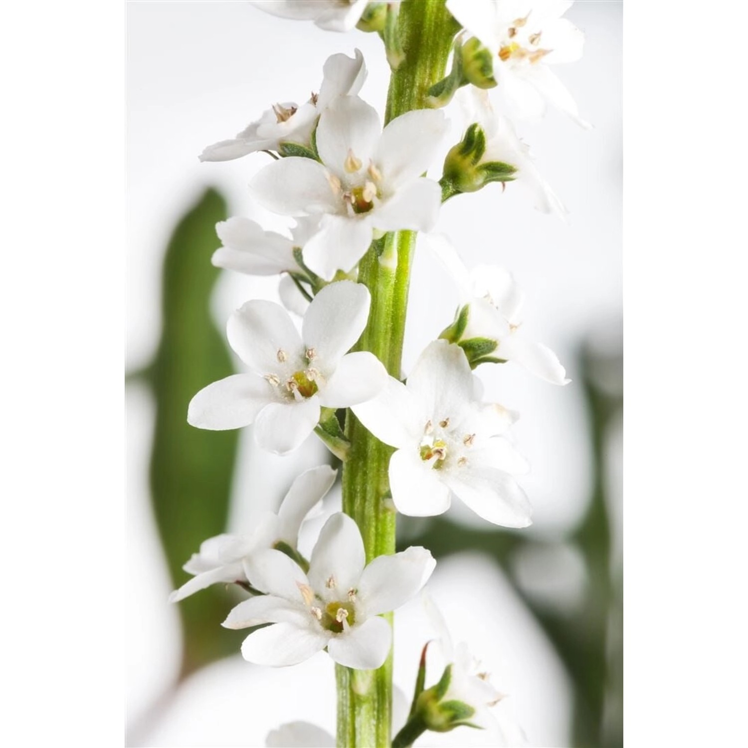 Lysimachia Clethroides Entenschnabel Ca. 9x9 cm Topf günstig online kaufen
