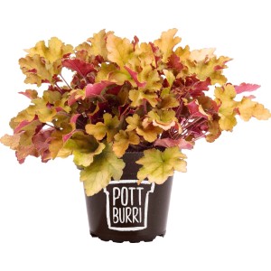 Pottburri Purpurglöckchen im Topf, gelb-rote Blätter, Topf-Ø ca. 13 cm.