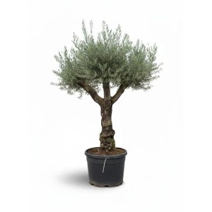 Sunny-Tree - Verzweigter Olivenbaum Olea Lechin - Winterharte Olvenbaum Bonsai 240 cm - 80 Jahre alter Olivenbaum und Fruchttragend