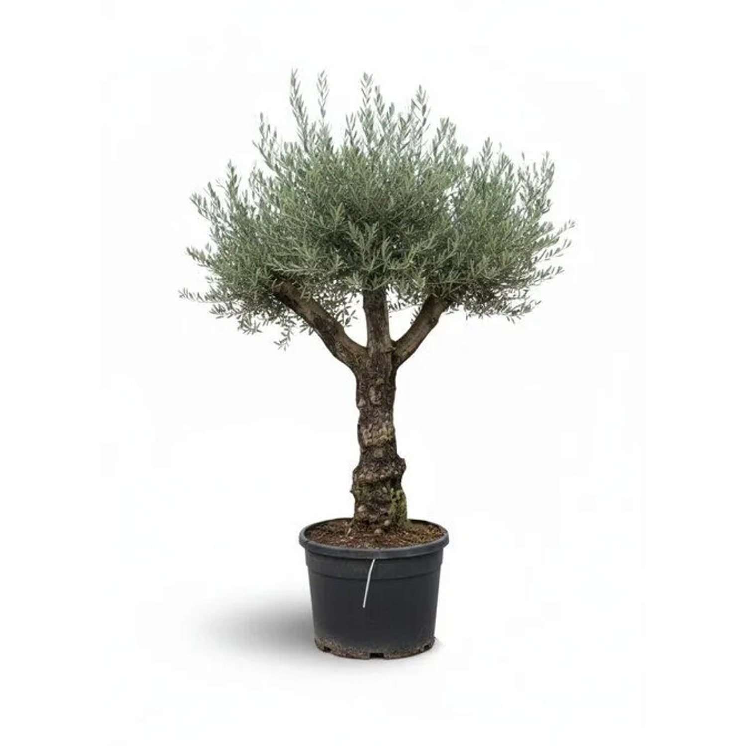 Sunny-Tree - Verzweigter Olivenbaum Olea Lechin - Winterharte Olvenbaum Bonsai 240 cm - 80 Jahre alter Olivenbaum und Fr...