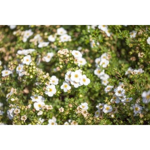 Nahaufnahme des blühenden, weißen Fingerstrauchs Potentilla fruticosa Bella Bianca.