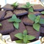 Blu Bio-Schokoladen-Minze (Mentha) im Topf, ideal zum Aromatisieren von Desserts und Cocktails.